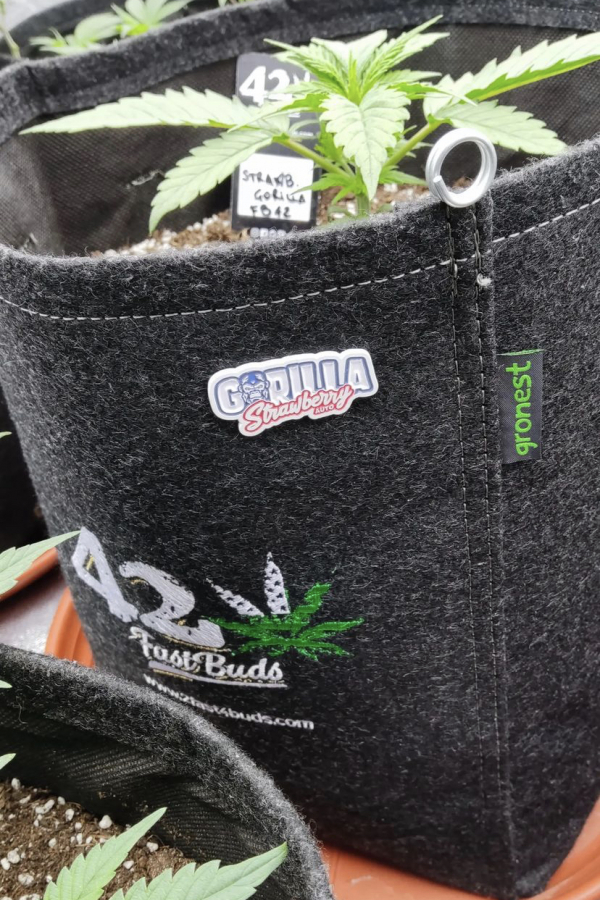 Instagram 420 Geotextile Auto Pot