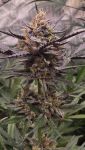 Instagram Mango Cherry Runtz Auto™