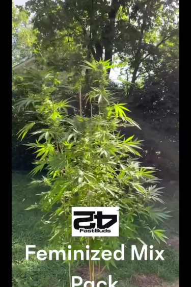 Mix Pack - Fem Plants Growing Outdoors in Natural Sunlight