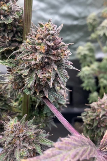Lemonpaya - Purple Frosty Cola During Late Flowering