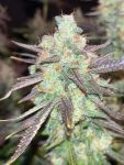 Instagram Mendo Frost Auto™