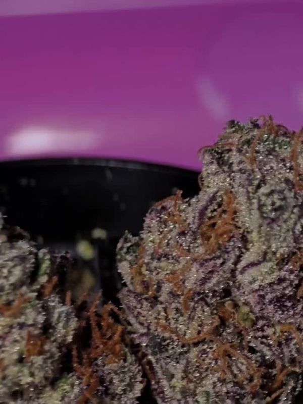 Dense and Okous Purple Buds