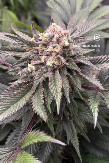 Rainbow Melon - Purple Frosty Bud During Late Flowering
