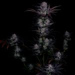 Instagram Mendo Frost Auto™