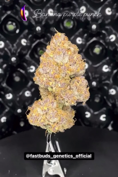 Banana Purple Punch Auto - What Do Dried Buds Look Like?