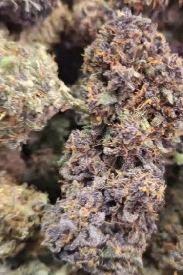 Banana Purple Punch Auto - Dried Purple Bud Close Up