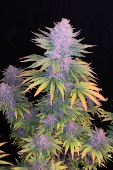 Purple Lemonade FF - Colorful Purple Plant Near Return