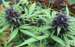 Instagram Purple Lemonade Auto RF3™