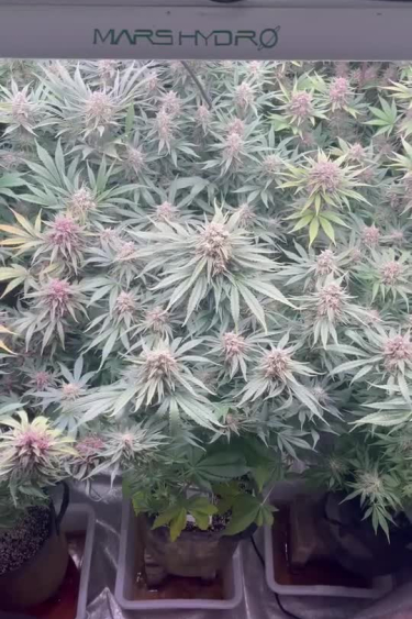 Mix Pack Auto - Indoor Canopy Packed with Flowering Tops