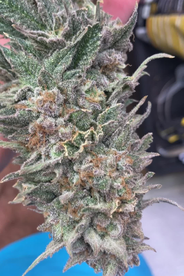 Rainbow Melon - Mature Bud Showing Purple and Orange Colors