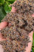 Instagram Purple Lemonade Auto