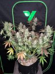 Instagram Mendo Frost Auto™