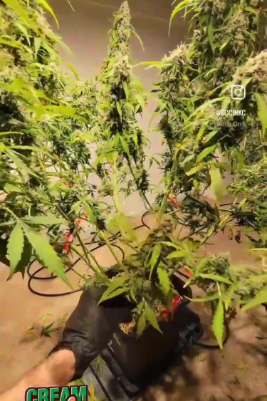 Cream Cookies Auto - Heavy Bud Production on a Mature Plant
