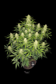 Instagram Papaya Cookies Auto™