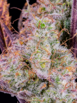 Instagram Gorilla Punch Auto