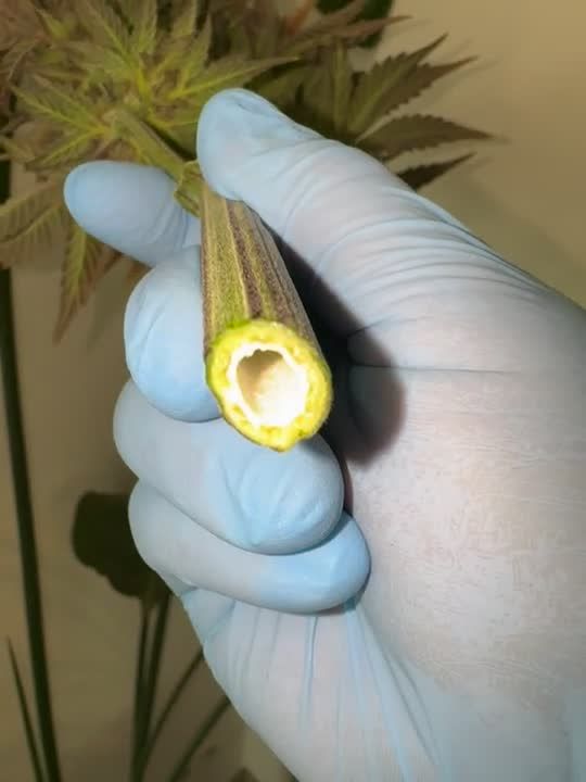 Banana Purple Punch Auto RF3 - Rolled Joint Smoke Test by valiotoro