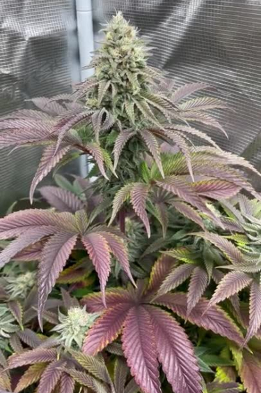 Rainbow Melon - Purple Leaves and Frosty Main Cola