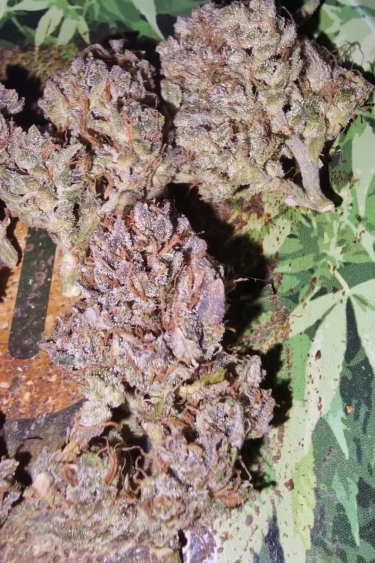 Orange Sherbet Auto - Purple Frosty Buds Close Up
