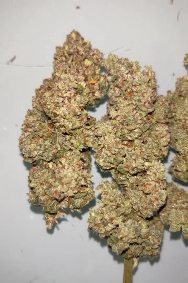 Forbidden Runtz Auto - Final Return Buds Laid Out After Drying