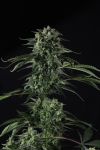 Instagram Banana Guava Auto™