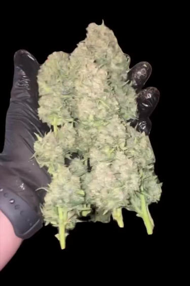 Wedding Cheesecake Auto - Large Frosty Cola in Hand