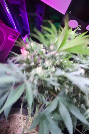Tropicana Cookies FF - Young Flowering Plant Under Purple Light