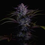 Instagram Mendo Guava Auto™