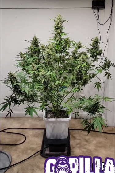 Gorilla Punch Auto - Bushy Indoor Plant with Multiple Colas
