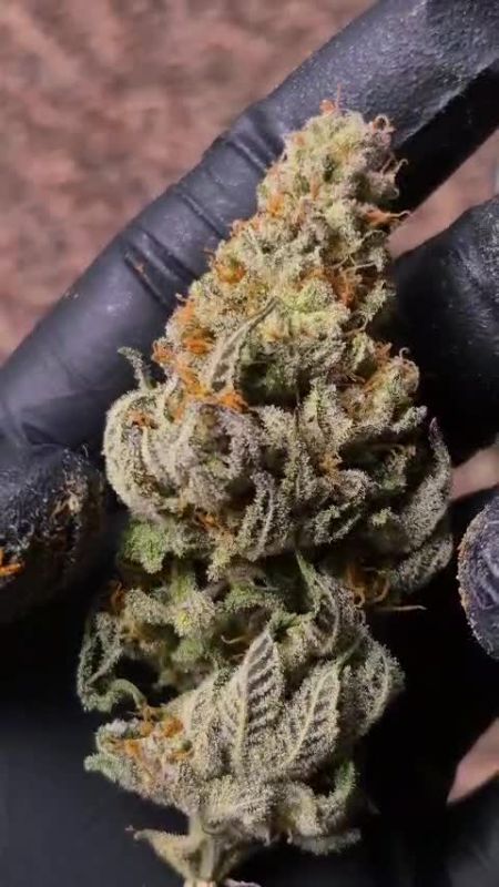 Gorilla Melon @island_flavors_ IG 