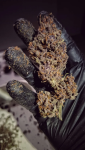 Instagram Lemon Cherry Cookies Auto