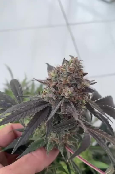 Papaya Sherbet - Purple Mature Cola on Plant