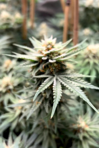 Cherry Cola Auto - Frosty Flower with White Frosts Close Up