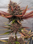 Instagram Guava Runtz Auto™
