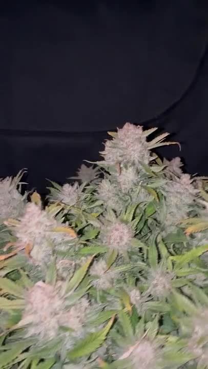 Massively Chunky and Frosted Genetics