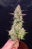 Instagram Papaya Cookies Auto™