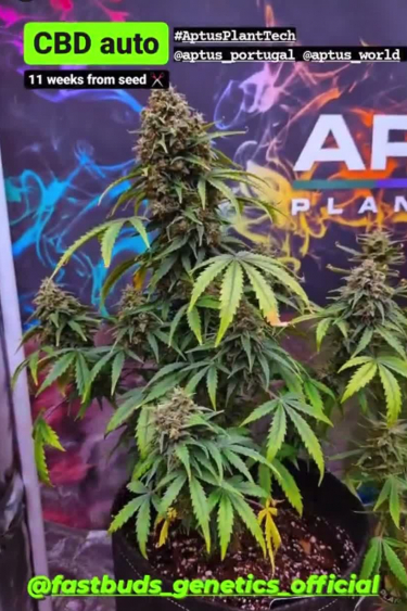 Extract Auto 20:1 - What Does a High-Extract Auto Look Like in Flower?