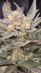 Instagram Mango Frost Auto™