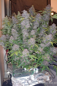 Instagram Purple Lemonade Auto