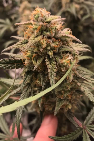 Forbidden Runtz Auto - Mature Frosty Cola with Orange Pistils
