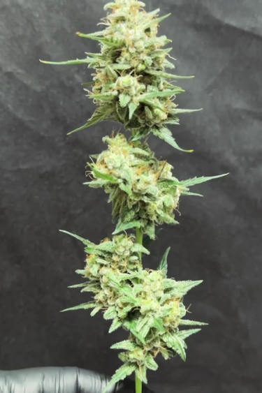 Green Crack Auto - Long Branch with Buds from Top to Bottom