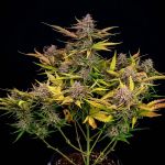 Instagram Lemon Tree Auto™