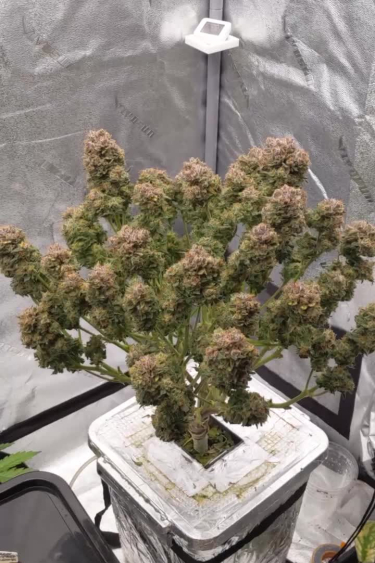 Papaya Cookies Auto - Returned Branches with Dense Buds