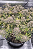 Instagram Gorilla Melon™