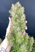 Instagram Pound Cake Auto™