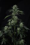Instagram Banana Guava Auto™