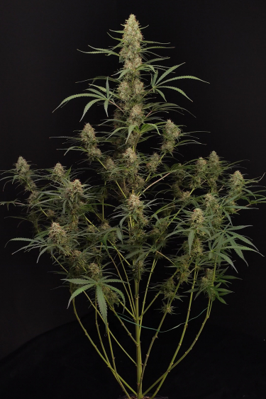 Jack Herer Auto - Full Mature Plant Against Black Background