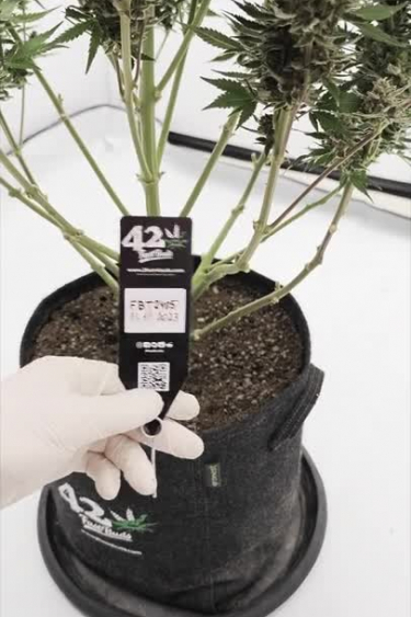 Sour Jealousy Auto - Checking Plant Label in Fabric Pot