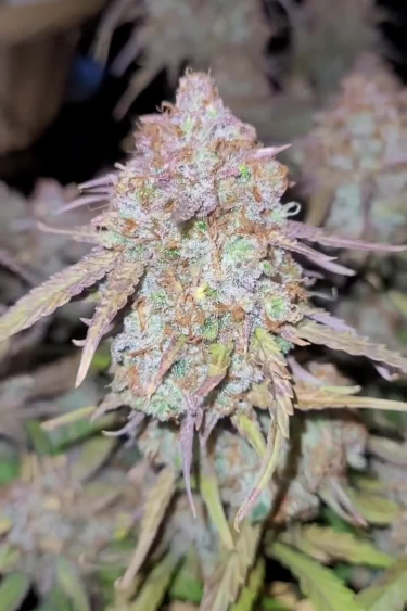Strawberry Gorilla Auto - Dense Frosty Cola Close Up