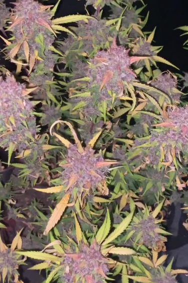 Tropicana Cookies Auto - Pink and Purple Hues Across the Canopy