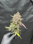 Instagram Papaya Cookies Auto™